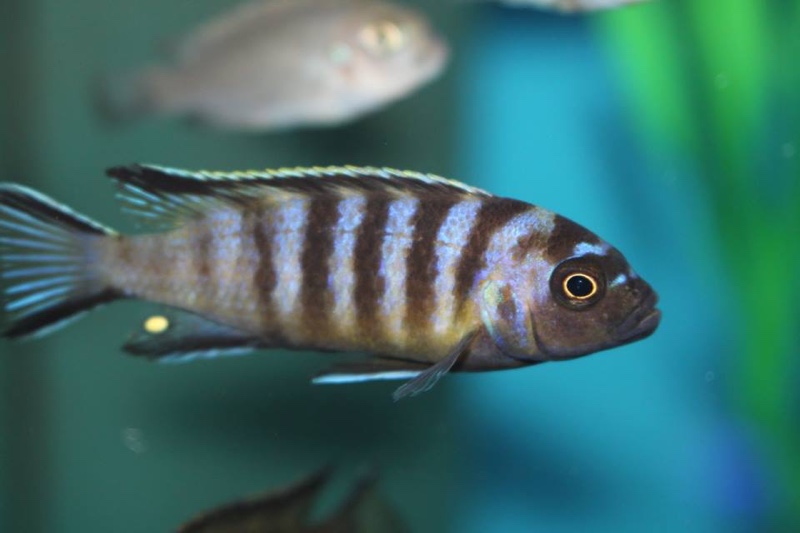 Maylandia melissa 'Chirwa Island'